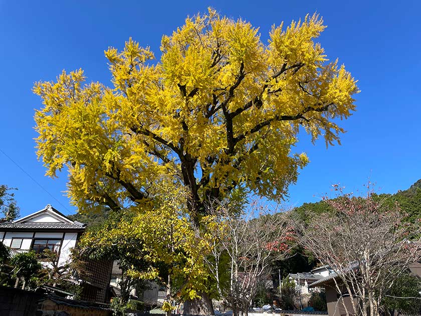 大公孫樹(おおいちょう)